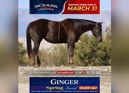 American Quarter Horse, Mare, 12 years, 15 hh, Chestnut