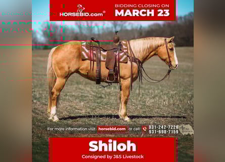 American Quarter Horse, Mare, 12 years, 15 hh, Palomino