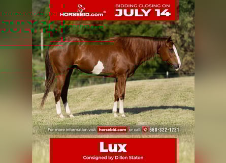 American Quarter Horse, Mare, 12 years, 15,1 hh, Sorrel