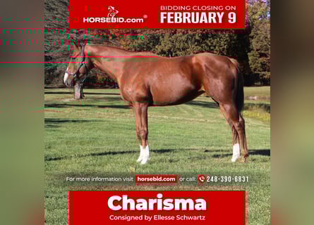 American Quarter Horse Mix, Mare, 12 years, 17.1 hh, Chestnut