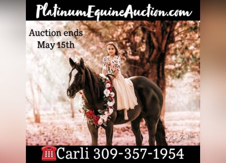 American Quarter Horse, Mare, 12 years, Black