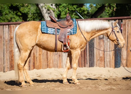 American Quarter Horse, Mare, 12 years, Palomino