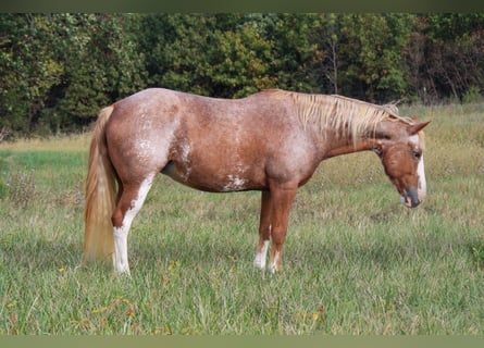 American Quarter Horse, Mare, 12 years, Sabino