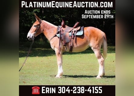 American Quarter Horse, Mare, 12 years, Sorrel