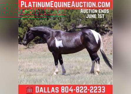 American Quarter Horse, Mare, 12 years, Tobiano-all-colors
