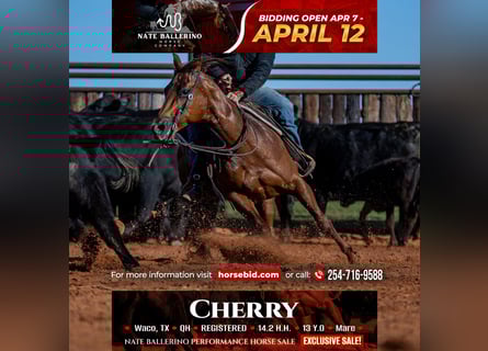 American Quarter Horse, Mare, 13 years, 14.2 hh, Sorrel