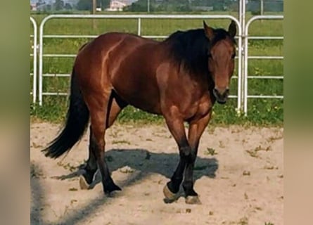 American Quarter Horse, Mare, 13 years, 14.3 hh, Bay