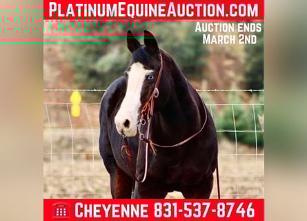 American Quarter Horse, Mare, 13 years, 14.3 hh, Black