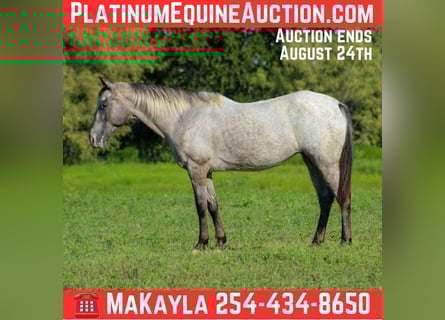 American Quarter Horse, Mare, 13 years, 14,1 hh, Grey
