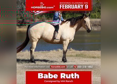 American Quarter Horse, Mare, 13 years, 14,2 hh, Buckskin