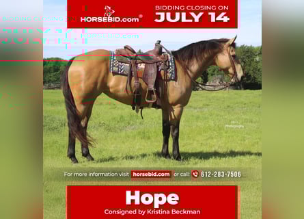 American Quarter Horse, Mare, 13 years, 14,2 hh, Buckskin