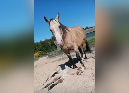 American Quarter Horse, Mare, 13 years, 14,3 hh, Buckskin
