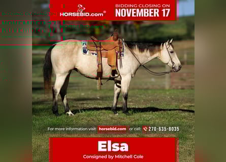 American Quarter Horse, Mare, 13 years, 14,3 hh, Buckskin