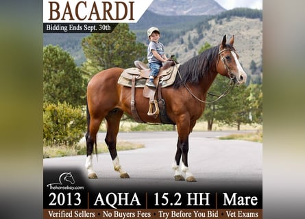 American Quarter Horse, Mare, 13 years, 15.1 hh, Bay