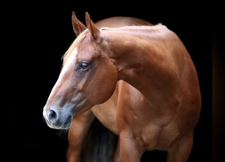 American Quarter Horse, Mare, 13 years, 15.2 hh, Chestnut-Red