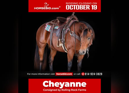 American Quarter Horse, Mare, 13 years, 15 hh, Bay