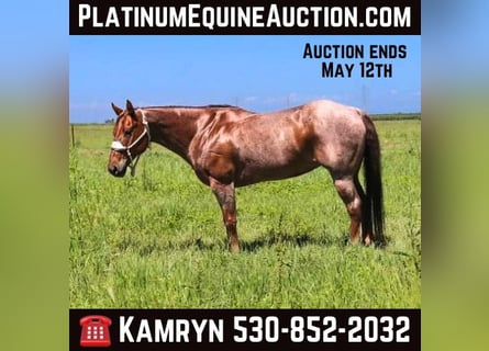 American Quarter Horse, Mare, 13 years, 15 hh, Roan-Red