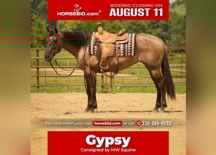 American Quarter Horse, Mare, 13 years, 15,1 hh, Grullo