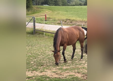 American Quarter Horse, Mare, 13 years, Brown