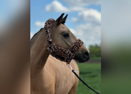 American Quarter Horse Mix, Mare, 14 years, 13.1 hh, Dun