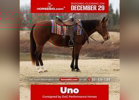 American Quarter Horse, Mare, 14 years, 14.1 hh, Bay