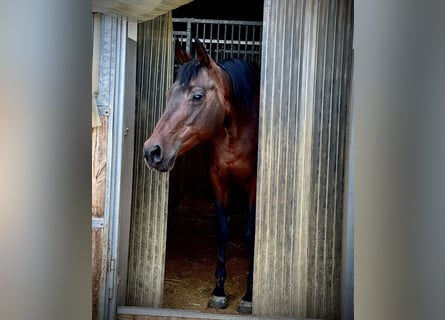 American Quarter Horse, Stute, 14 Jahre, 15 hh