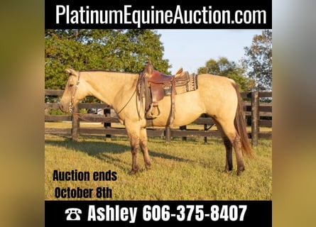 American Quarter Horse, Mare, 14 years, 15,1 hh, Buckskin