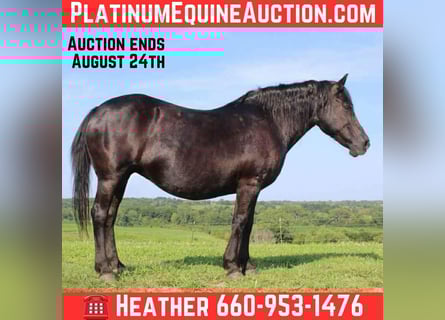 American Quarter Horse, Mare, 14 years, Black