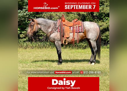 American Quarter Horse, Mare, 14 years, Roan-Bay