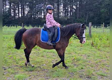 American Quarter Horse, Mare, 15 years, 14,2 hh, Brown