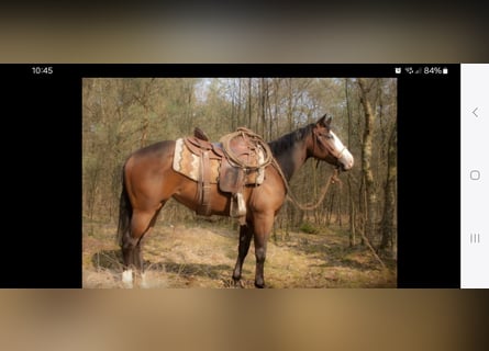 American Quarter Horse, Mare, 15 years, 14,2 hh, Brown