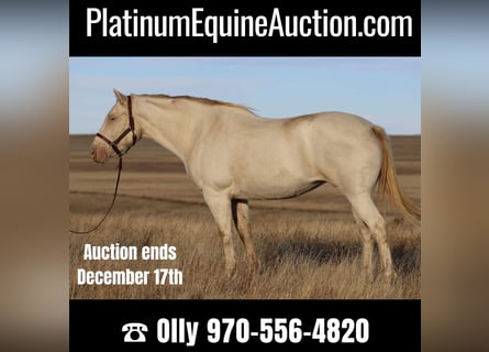 American Quarter Horse, Mare, 15 years, 14,2 hh, Cremello