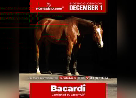 American Quarter Horse, Mare, 15 years, 15 hh, Bay