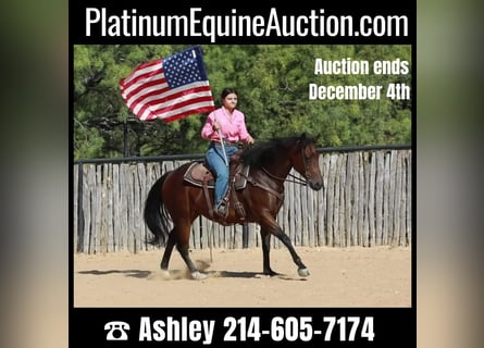American Quarter Horse, Mare, 15 years, 15 hh, Bay