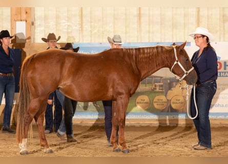 American Quarter Horse, Mare, 15 years, Chestnut-Red