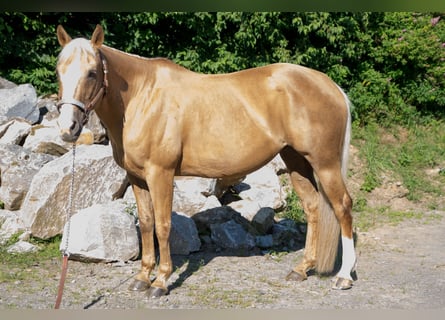 American Quarter Horse, Mare, 15 years, Palomino