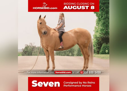 American Quarter Horse, Mare, 15 years, Palomino