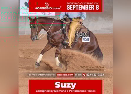 American Quarter Horse, Mare, 16 years, 14.2 hh, Chestnut