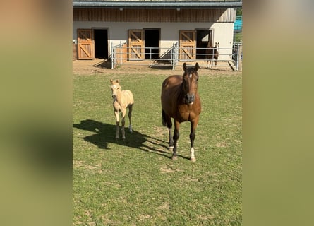 American Quarter Horse, Mare, 16 years, 14,3 hh, Brown