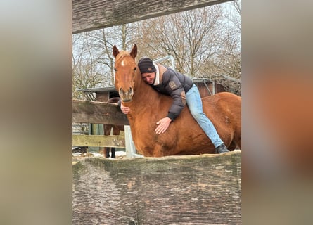 American Quarter Horse, Mare, 16 years, 14,2 hh, Palomino