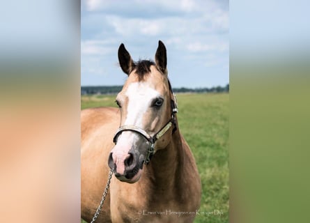 American Quarter Horse, Mare, 16 years, 14,3 hh, Buckskin
