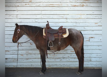 American Quarter Horse, Mare, 16 years, 15 hh, Bay