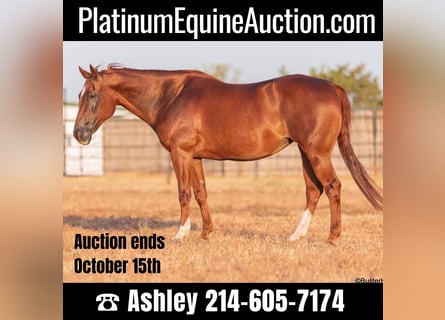 American Quarter Horse, Mare, 16 years, 15 hh, Chestnut