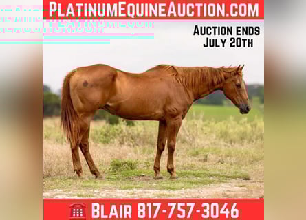 American Quarter Horse, Mare, 16 years, 15,1 hh, Sorrel