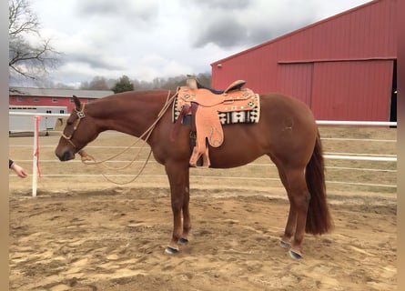American Quarter Horse, Mare, 16 years, 15,2 hh, Chestnut-Red