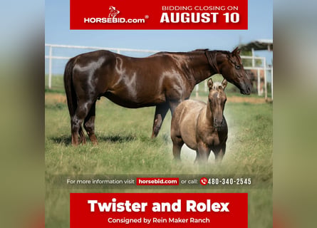 American Quarter Horse, Mare, 16 years, Chestnut
