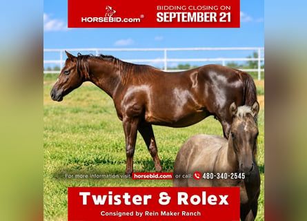 American Quarter Horse, Mare, 16 years, Chestnut