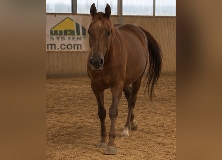 American Quarter Horse, Mare, 16 years, Chestnut-Red