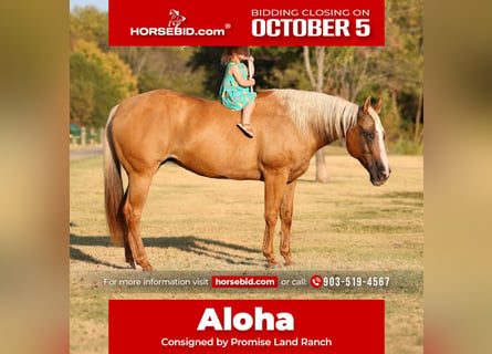 American Quarter Horse, Mare, 16 years, Palomino