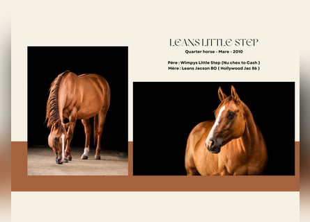 American Quarter Horse, Mare, 16 years, Red Dun
